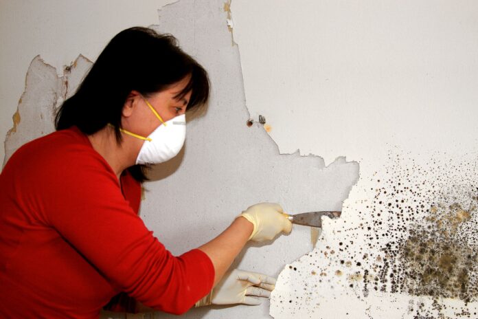 mould inspection Sydney